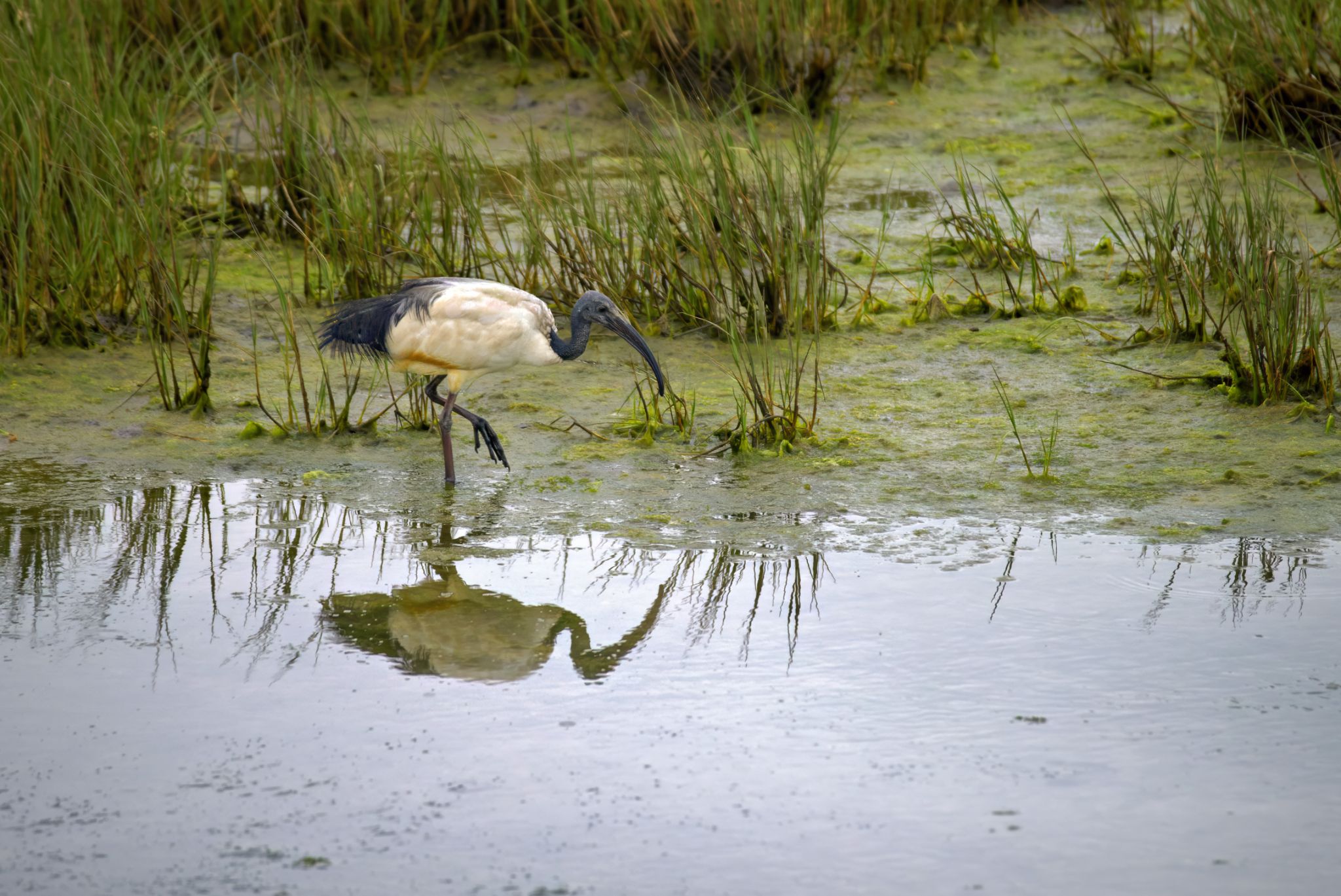 Knysna: Pharaonen-Ibis, auch Heiliger Ibis genannt (Threskiornis aethiopicus)